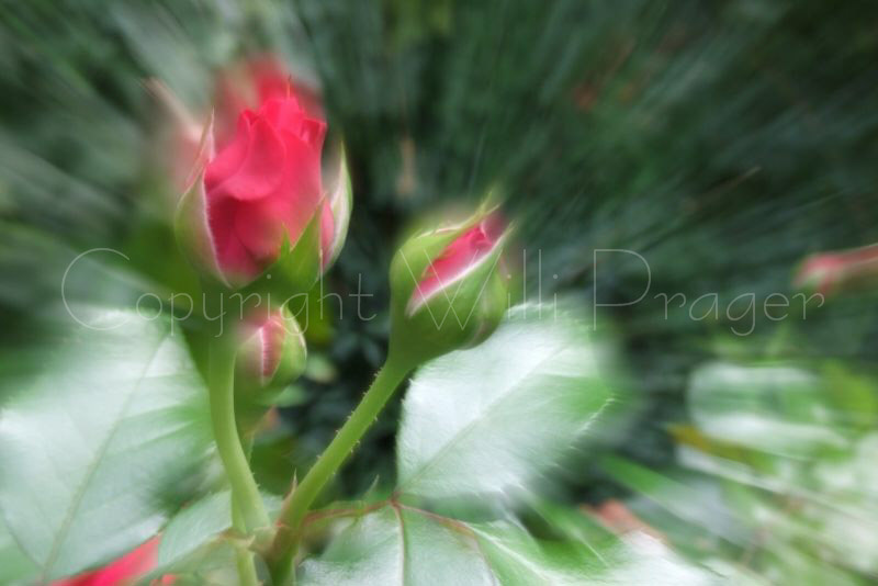 Rose In Motion