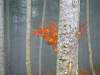 Buche im Herbst