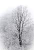 Winterbaum